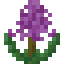 Hyacidus