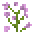 Lilac (Botany)