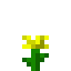 Dandelion of Thorns