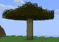 Acacia Tree.png